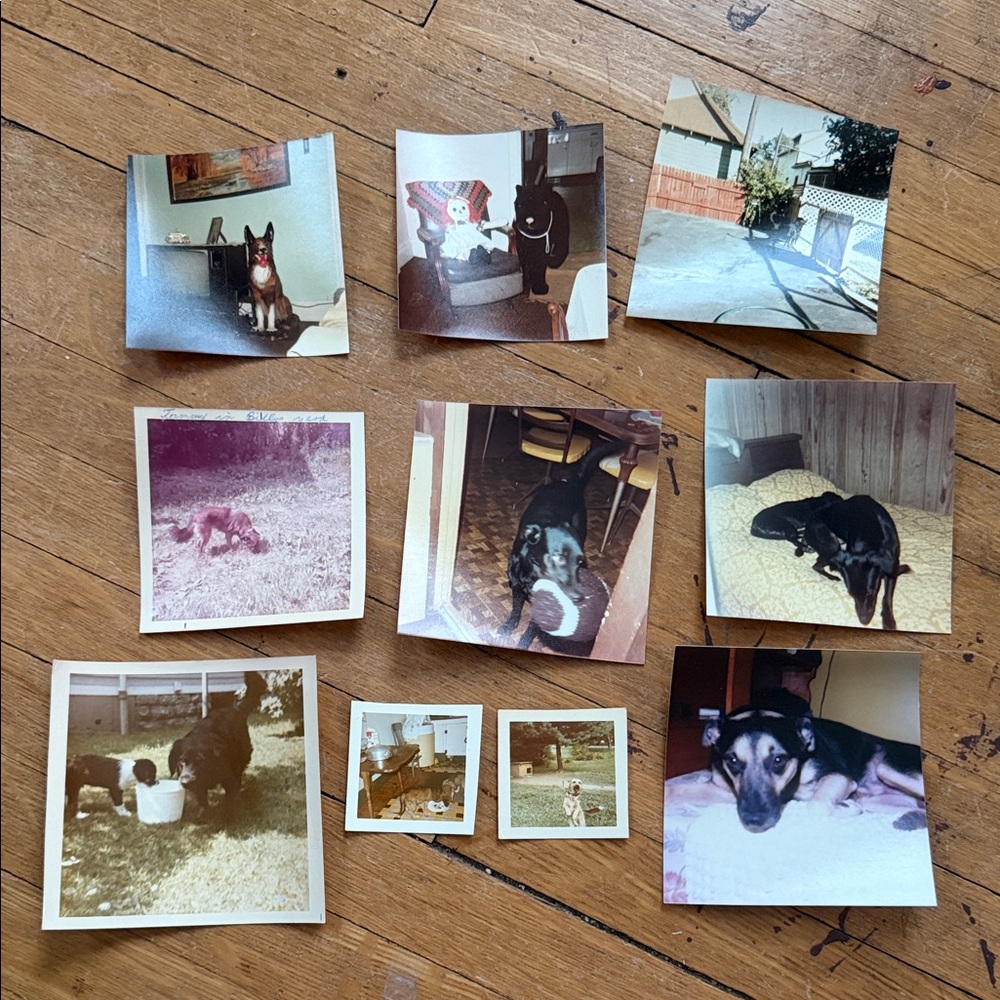 Vintage Canine Photography Collection - Black and Brown Charm